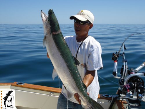 24.5 lb Steelhead caught on Court Jester